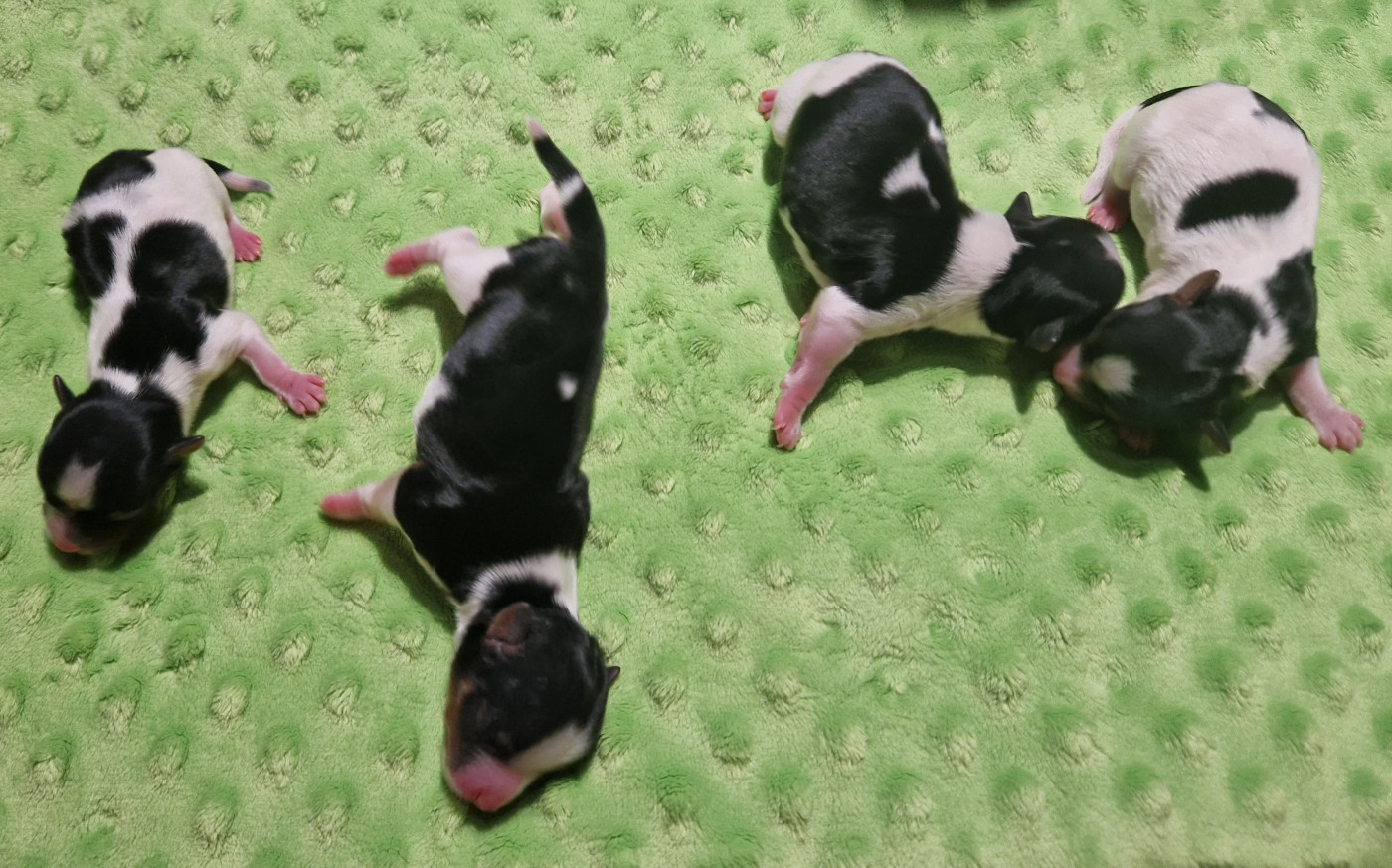 Chiot Biewer Terrier Du Joli Fou