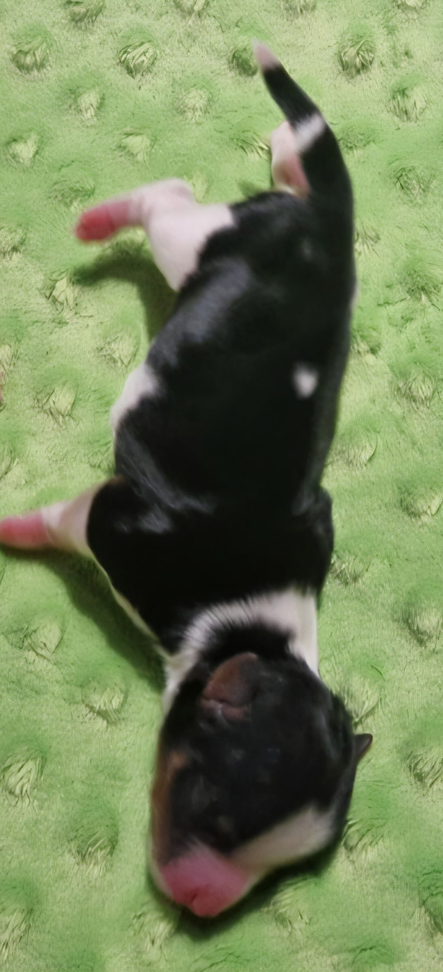 Du Joli Fou - Chiots disponibles - Biewer Terrier