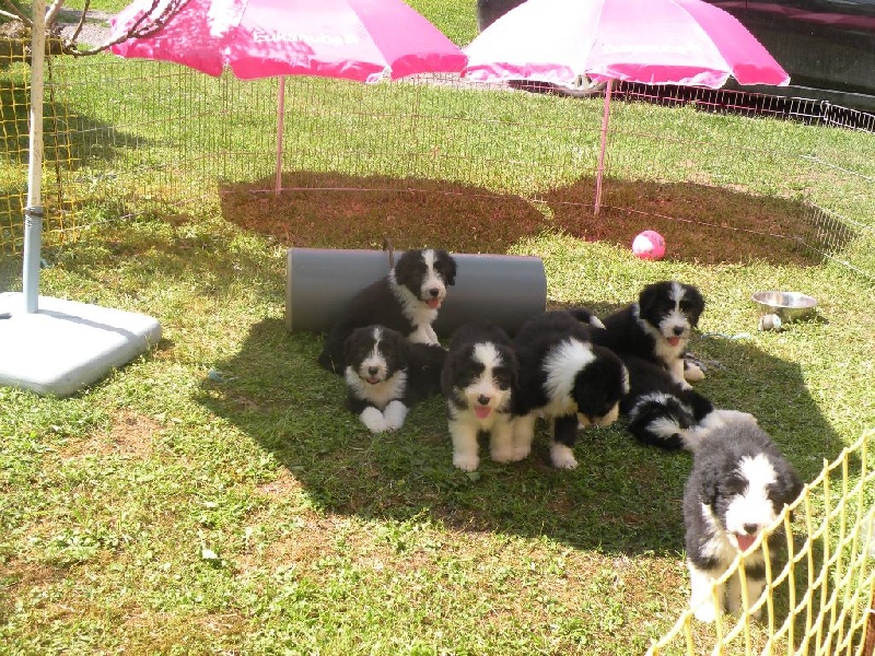 Du Joli Fou - Bearded Collie - Portée née le 01/05/2015