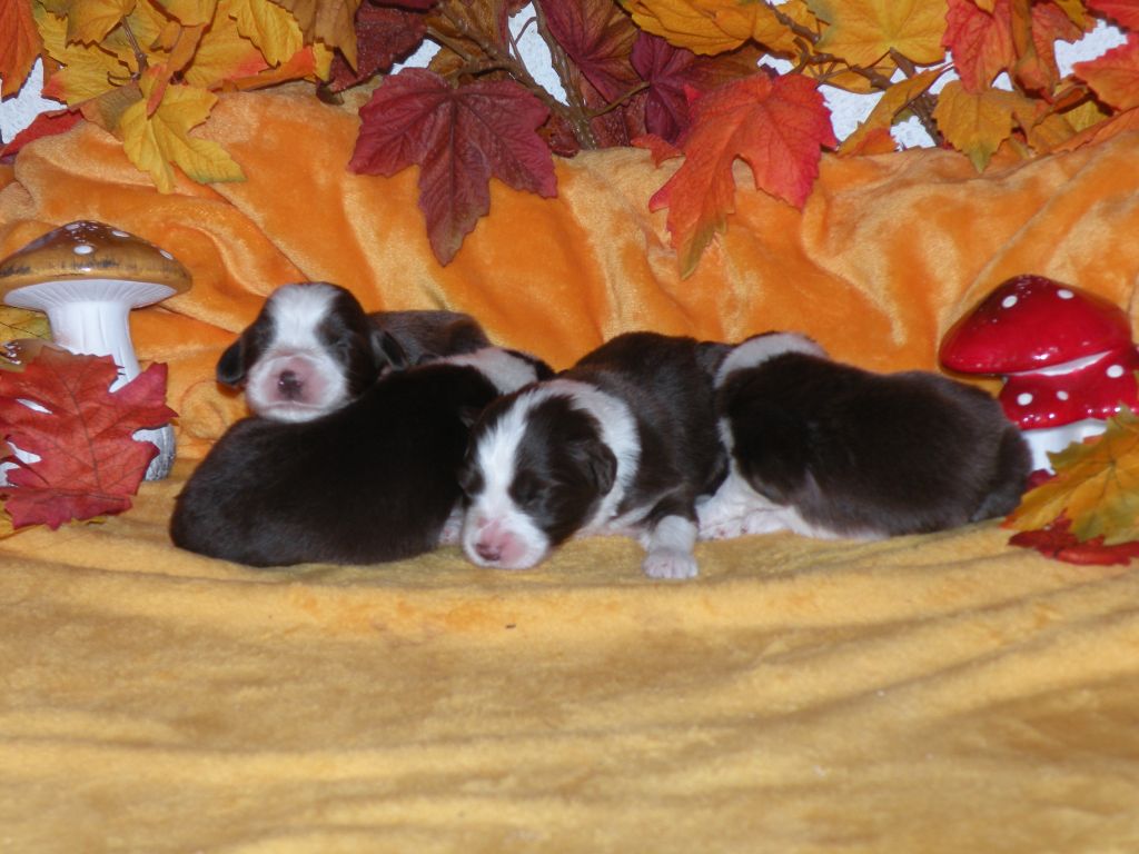 Chiot Bearded Collie Du Joli Fou