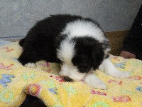 CHIOT