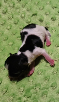 Chiot N°3