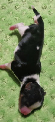 Chiot N°4