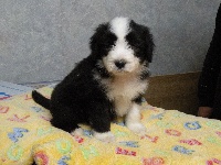 CHIOT