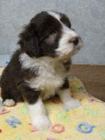 CHIOT
