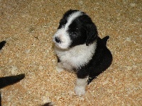 CHIOT