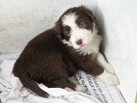 CHIOT
