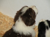 CHIOT
