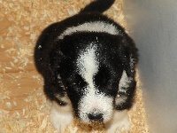 CHIOT